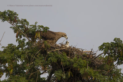 Tawny Eagle - Aquila rapax