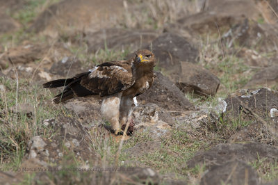 Tawny Eagle - Aquila rapax