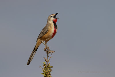 Rosy-patched bushshrike - Rhodophoneus cruentus