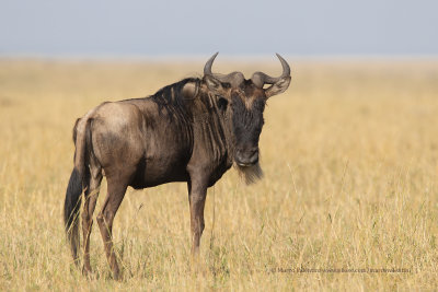 Serengeti Wildbeest - Connochaetes mearnsi