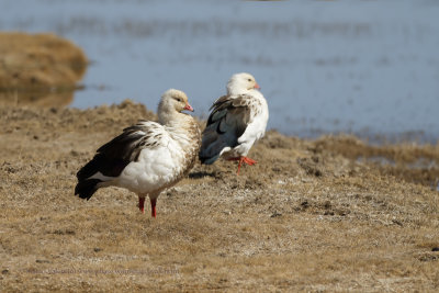 Andean Goose - Chloephaga melanoptera