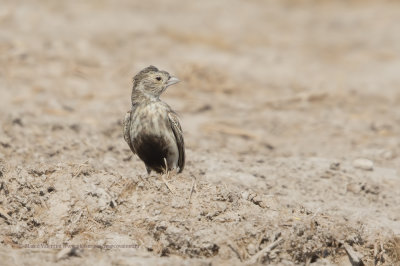 Grey-backed Sparrow-lark - Eremopterix verticalis