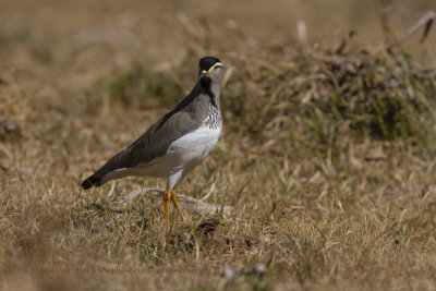 Spot-breasted Lapwing - Vanellus melanocephalus