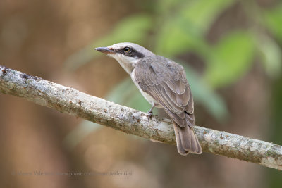 Large Woodshrike - Tephrodornis gularis