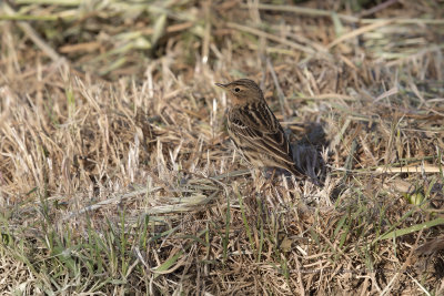 Red-throated Pipit - Anthus cervinus
