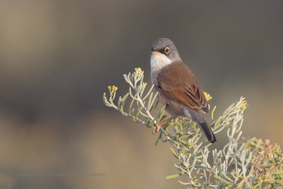 Spectacled warbler - Sylvia conspicillata