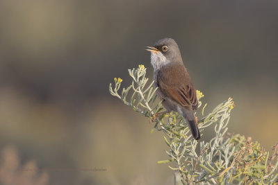 Spectacled warbler - Sylvia conspicillata