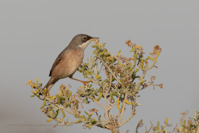 Spectacled warbler - Sylvia conspicillata