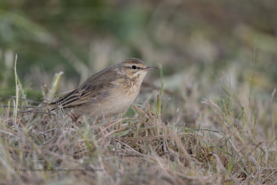 Tawny Pipit - Anthus campestris