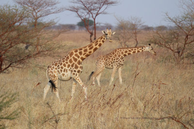 Kordofan Giraffe - Giraffa camelopardalis antiquorum