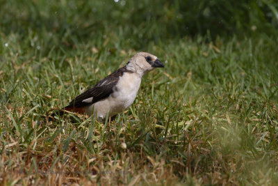 White-headed Buffalo-weaver - Dinemellia dinemelli