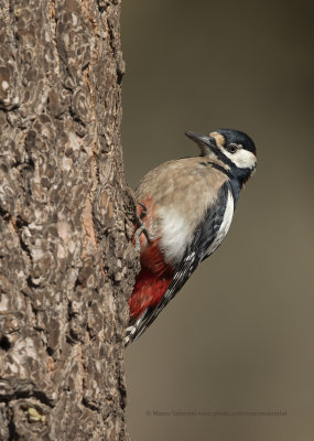 Great spotted Woodpecker - Dendrocopus major