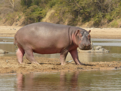 Hippo - Hippopotamus amphibius