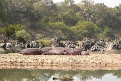 Hippo - Hippopotamus amphibius
