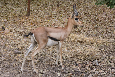 Red-fronted Gazelle - Eudorcas rufifrons