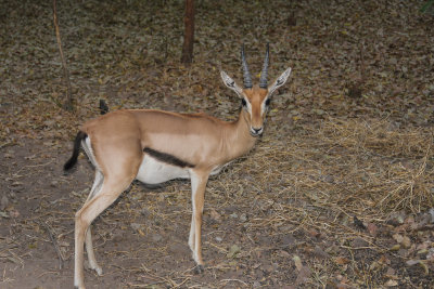 Red-fronted Gazelle - Eudorcas rufifrons