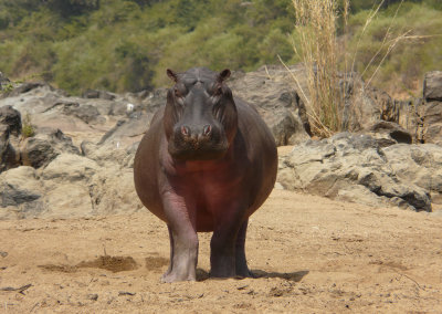 Hippo - Hippopotamus amphibius