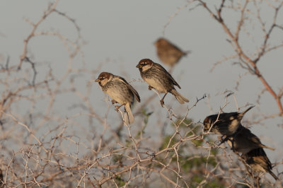 Spanish Sparrow - Passer hispaniolensis