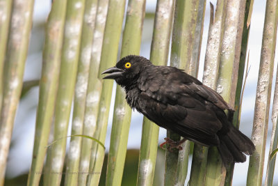 Viellot's Black Weaver - Ploceus nigerrimus