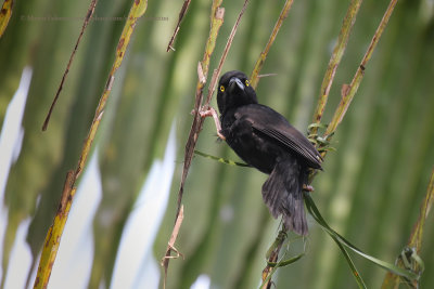 Viellot's Black Weaver - Ploceus nigerrimus