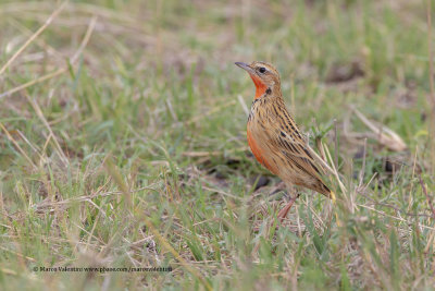 Rosy-throated Longclaw - Macronyx ameliae