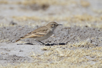 Puna Miner - Geositta punensis