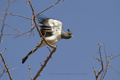 White-bellied Go-away Bird - Corythaixoides leucogaster