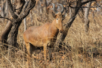 Western Hartebeest - Alcelaphus b. major