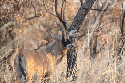 Roan Antelope - Hippotragus equinus