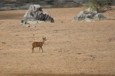 Central Bushbuck - Tragelaphus phaleratus