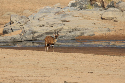 Central Bushbuck - Tragelaphus phaleratus