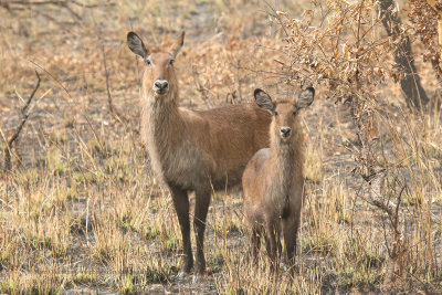 Defassa Waterbuck - Cobus defassa