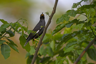 White-vented Myna - Acidotheres grandis