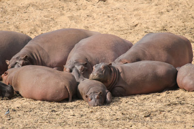 Hippo - Hippopotamus amphibius