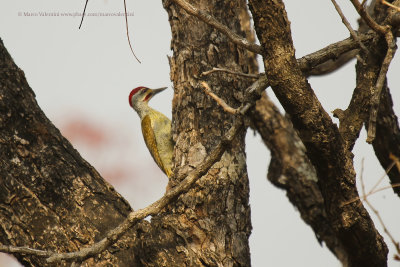 Fine-spotted Woodpecker - Campethera punctuligera