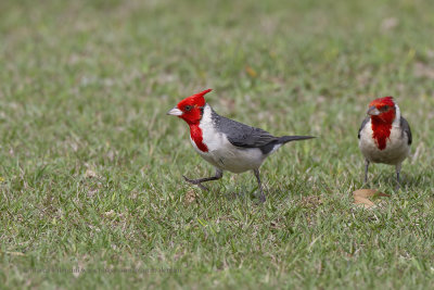 Red-crested cardinal - Paroaria coronata