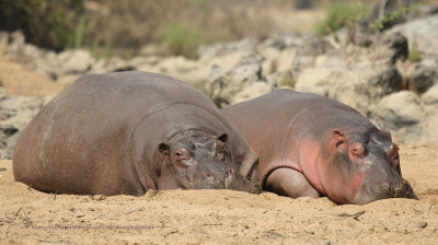 Hippo - Hippopotamus amphibius