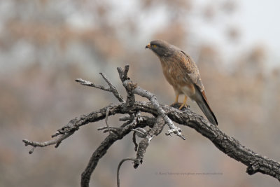 Grasshopper Buzzard - Butastur rufipennis