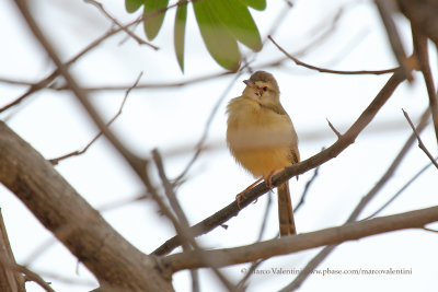 Icterine greenbul - Phyllastrephus icterinus