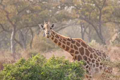 Kordofan Giraffe - Giraffa camelopardalis antiquorum