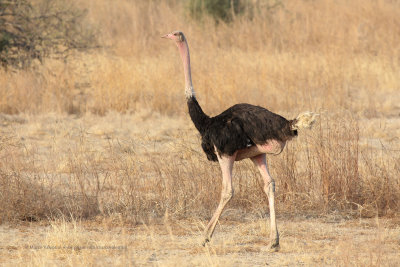 Common Ostrich - Struthio camelus