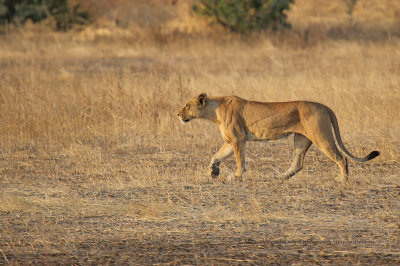 African Lion - Panthera leo