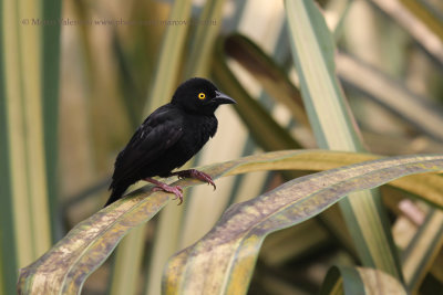 Viellot's Black Weaver - Ploceus nigerrimus