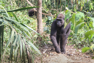 Lowland Gorilla - Gorilla gorilla