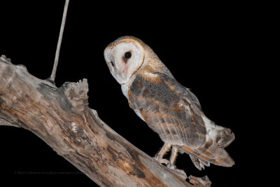 Barn owl - Tyto alba