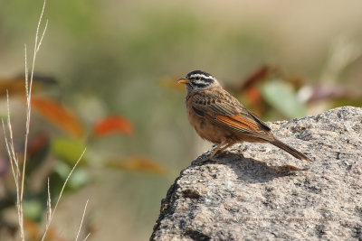 Gosling's Bunting - Emberiza goslingi