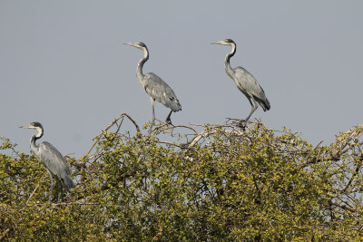 Black-headed Heron - Ardea melanocephala