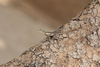 African Redhead Agama - Agama africana