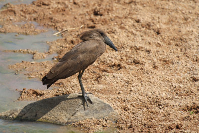 Hamerkop - Scopus umbretta