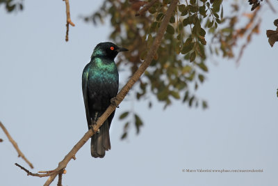 Bronze-tailed Glossy Starling - Lamprotornis chalcurus